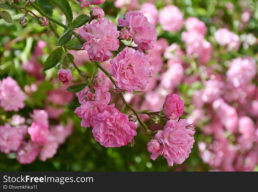 Pink, Flower, Plant, Blossom