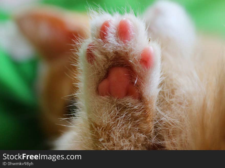 Whiskers, Nose, Fauna, Close Up