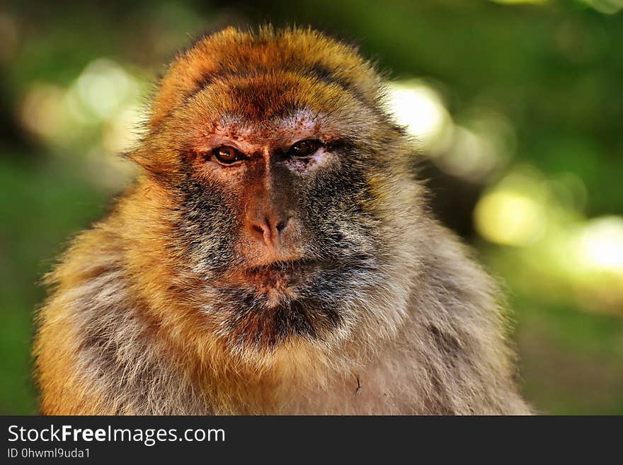 Mammal, Macaque, Fauna, Wildlife