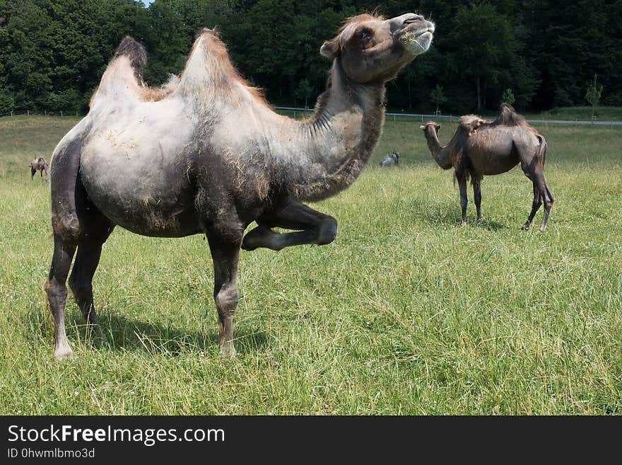 Camel, Ecosystem, Camel Like Mammal, Pasture