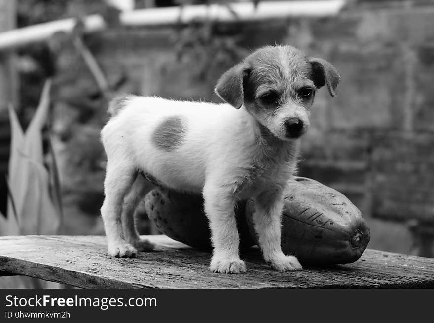 Dog, Black And White, Dog Like Mammal, Dog Breed