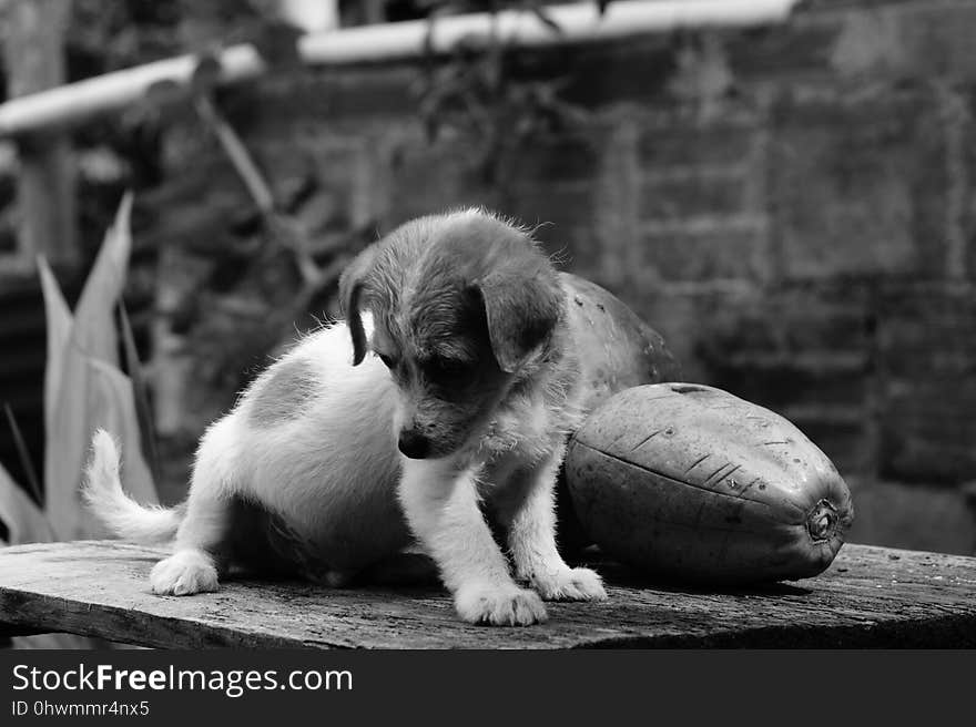 Black And White, Dog, Dog Like Mammal, Monochrome Photography