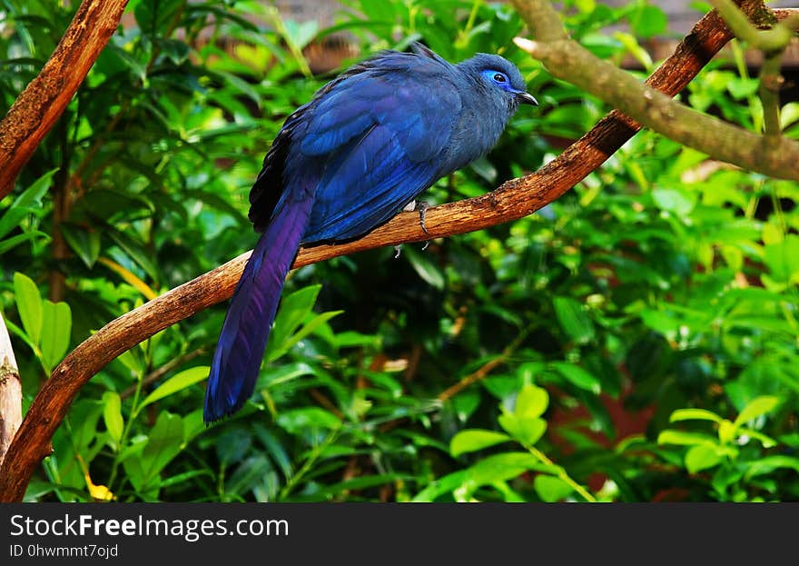 Bird, Fauna, Beak, Branch