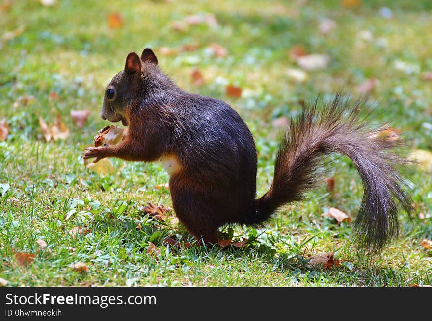 Squirrel, Fauna, Mammal, Fox Squirrel