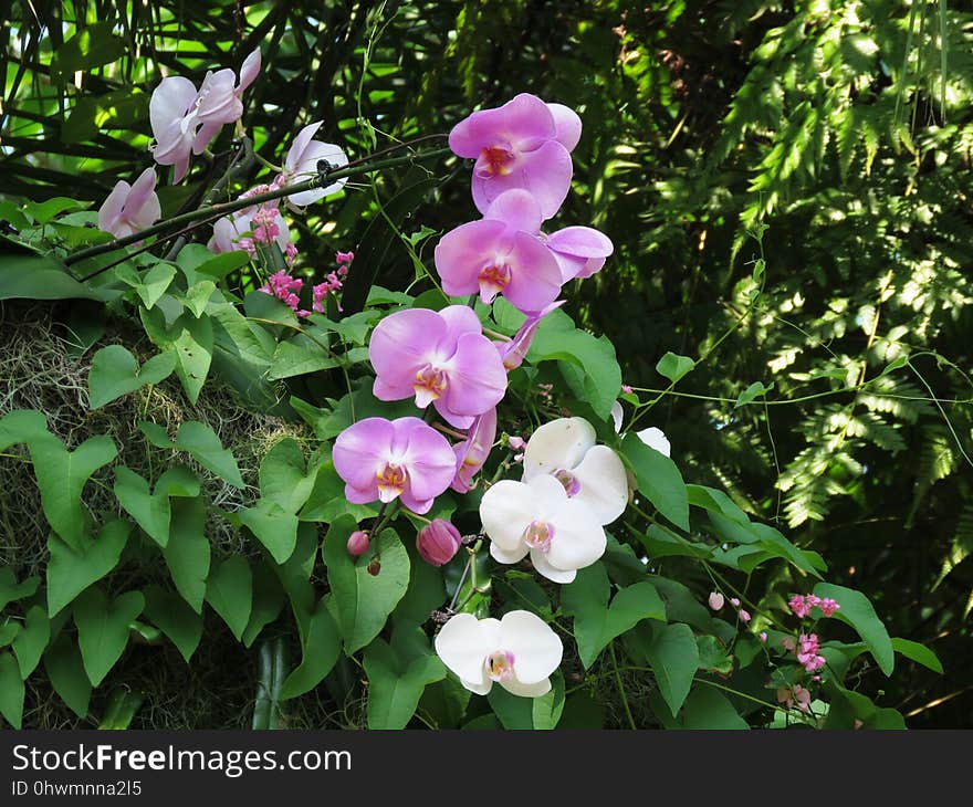 Plant, Flower, Flora, Flowering Plant