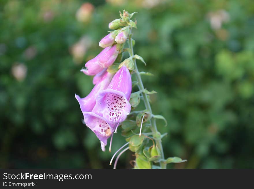 Digitalis, Flower, Flora, Plant