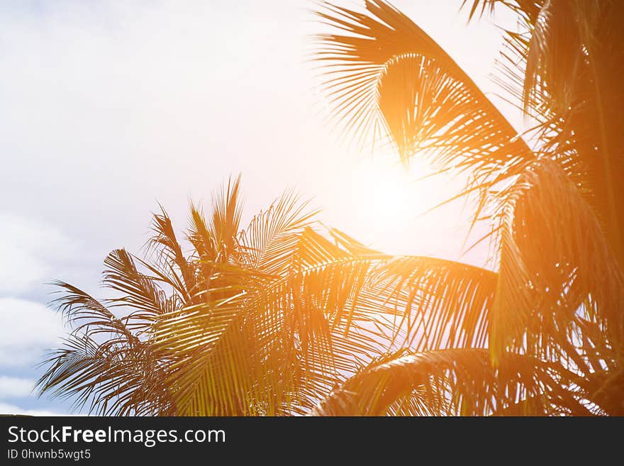 Evening sun shines through the coconut in the garden.