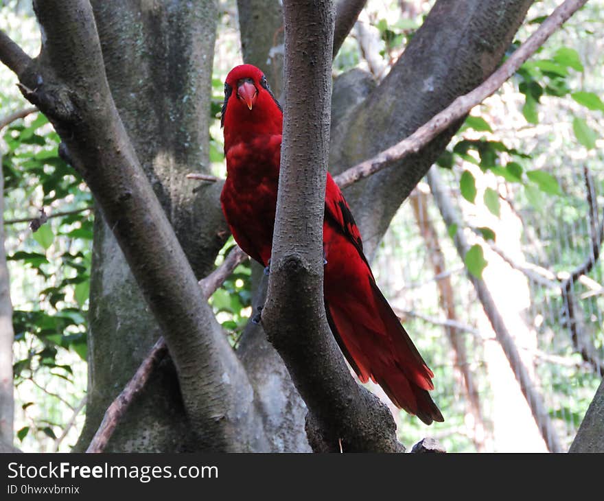 Fauna, Bird, Tree, Beak