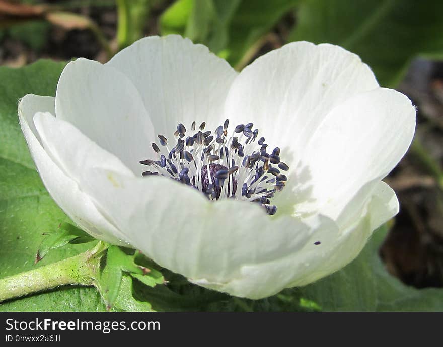 Flower, Plant, Wildflower, Flora