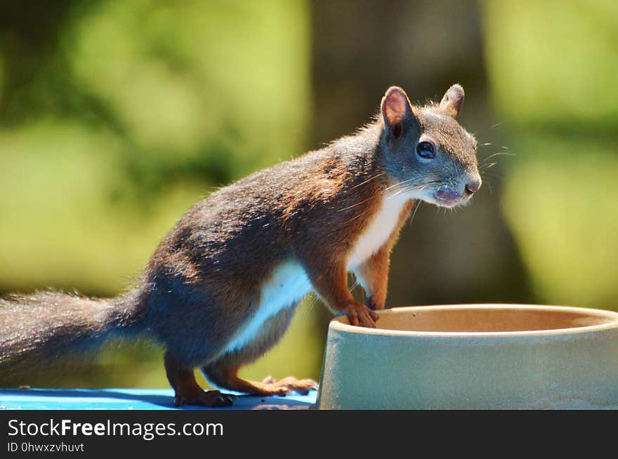 Fauna, Mammal, Squirrel, Chipmunk