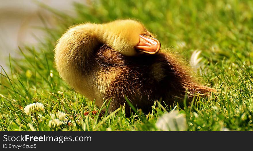 Grass, Fauna, Close Up, Snout