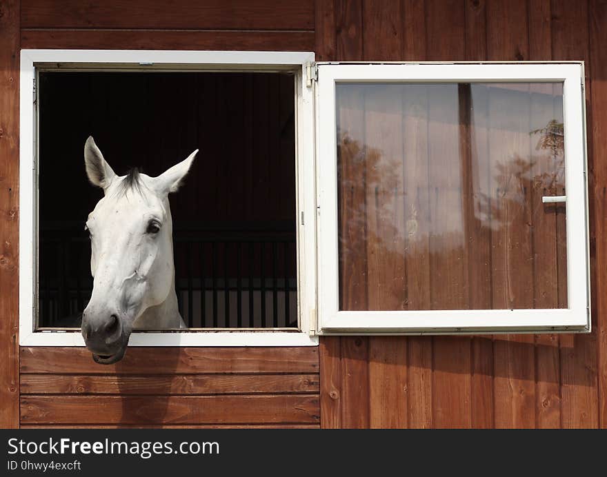 Horse Like Mammal, Horse, Stable, Window