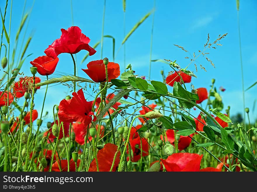 Flower, Wildflower, Ecosystem, Field