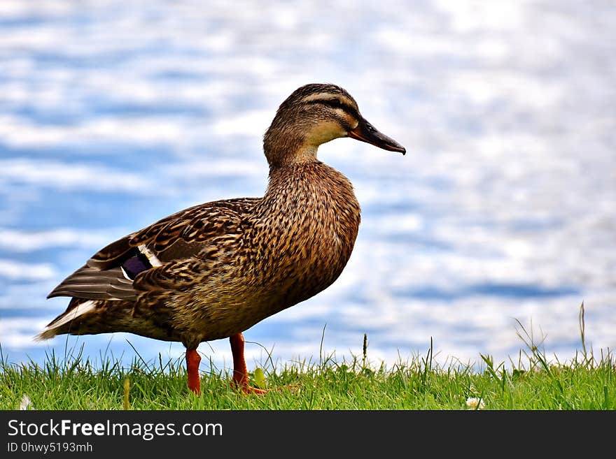 Bird, Duck, Mallard, Water Bird