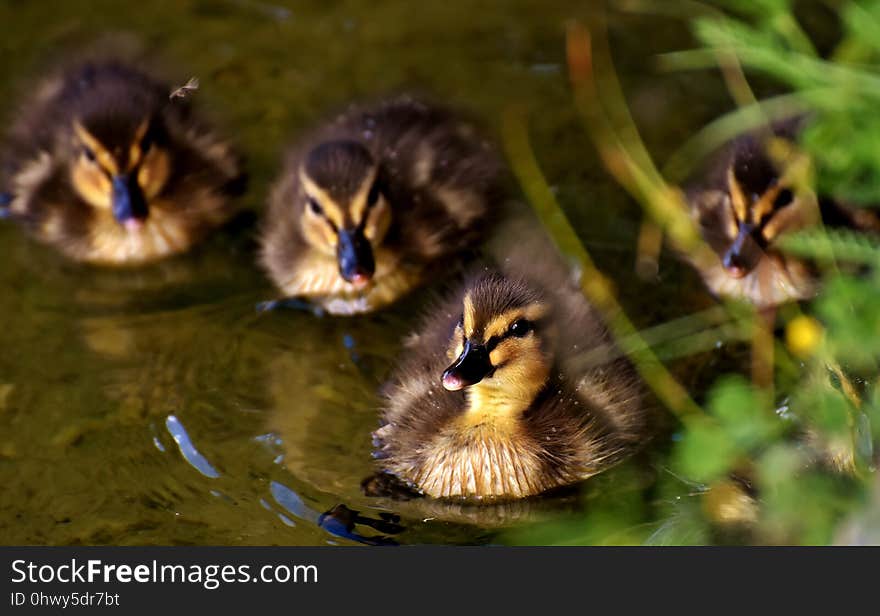 Bird, Duck, Fauna, Water Bird