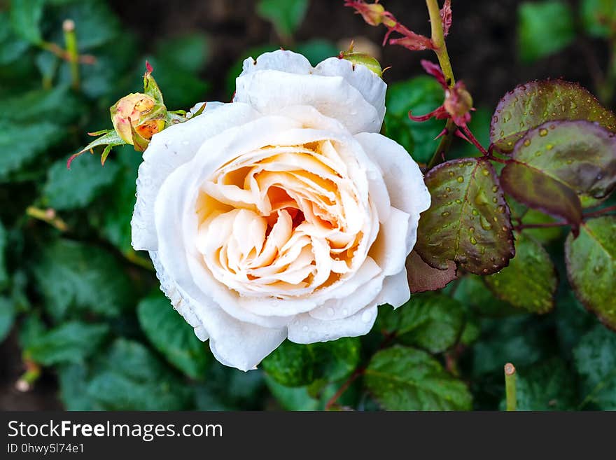 Rose, Flower, Rose Family, Flowering Plant