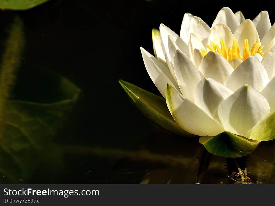 Flower, Flora, Yellow, Plant