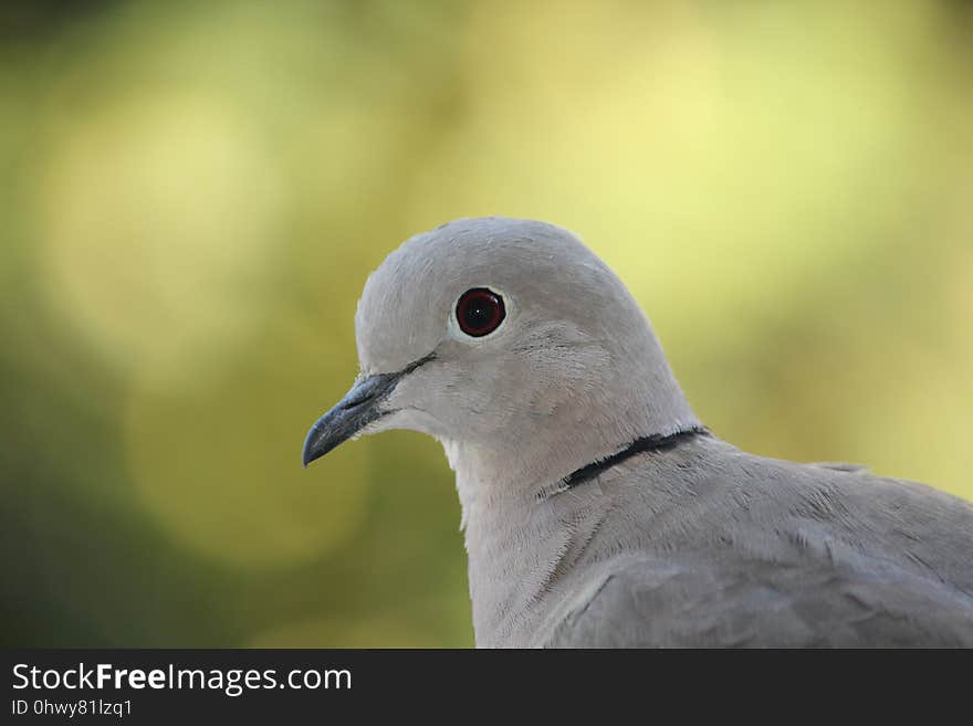 Bird, Beak, Fauna, Stock Dove