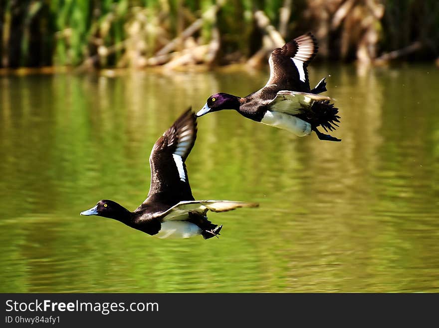 Bird, Duck, Fauna, Water