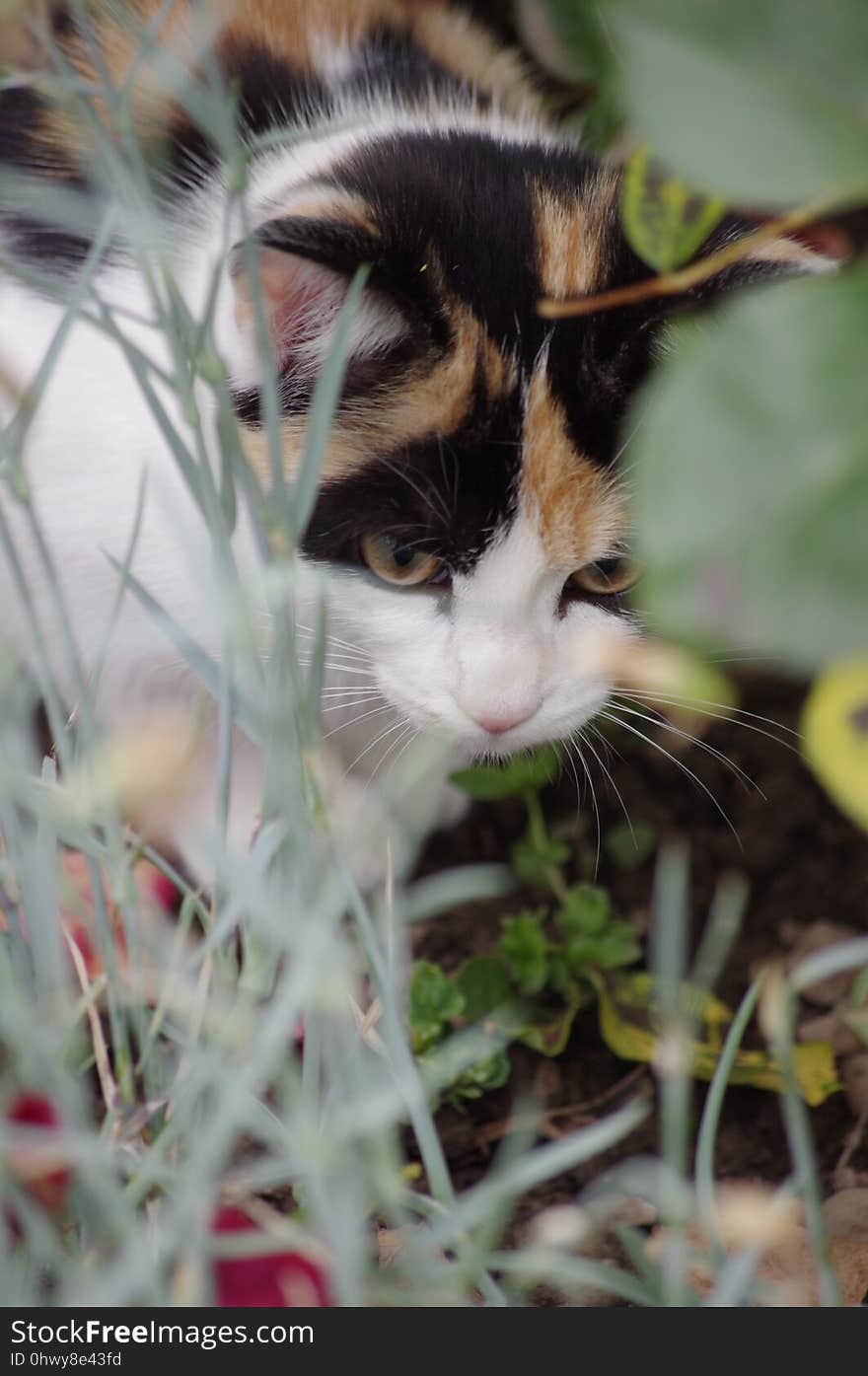 Cat, Whiskers, Fauna, Small To Medium Sized Cats