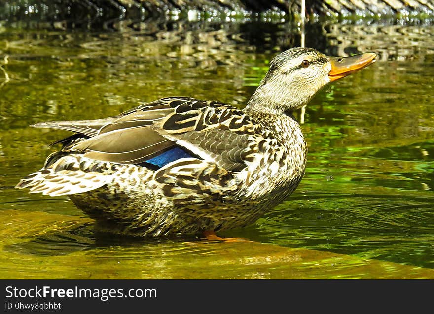 Duck, Bird, Mallard, Water Bird