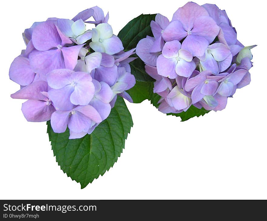 Flower, Flowering Plant, Plant, Violet