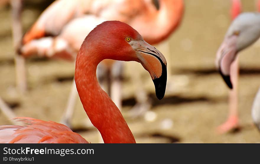 Flamingo, Water Bird, Beak, Bird