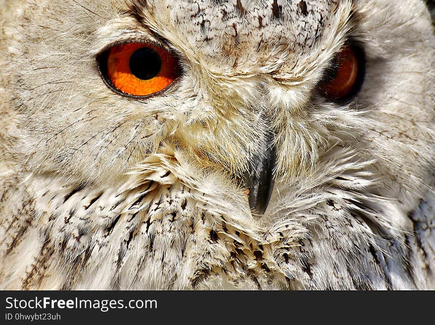 Owl, Beak, Bird Of Prey, Fauna