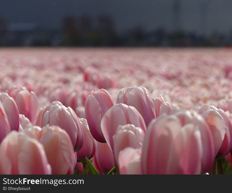 Flower, Pink, Flowering Plant, Plant