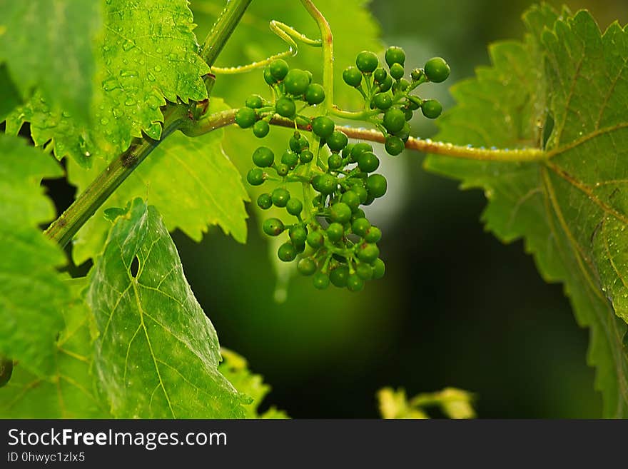 Grape, Grapevine Family, Grape Leaves, Leaf