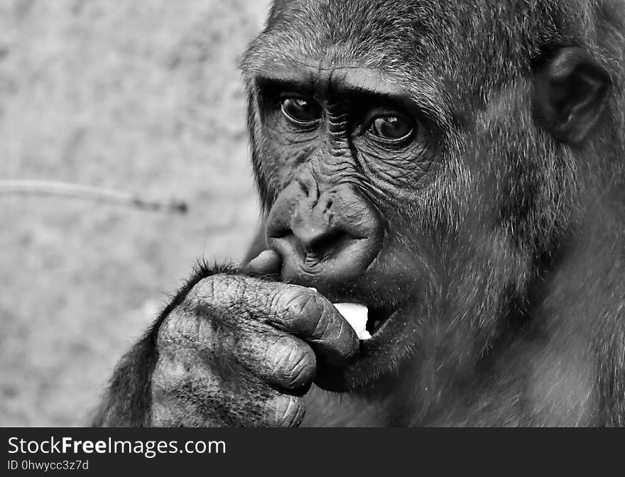 Face, Black And White, Mammal, Great Ape