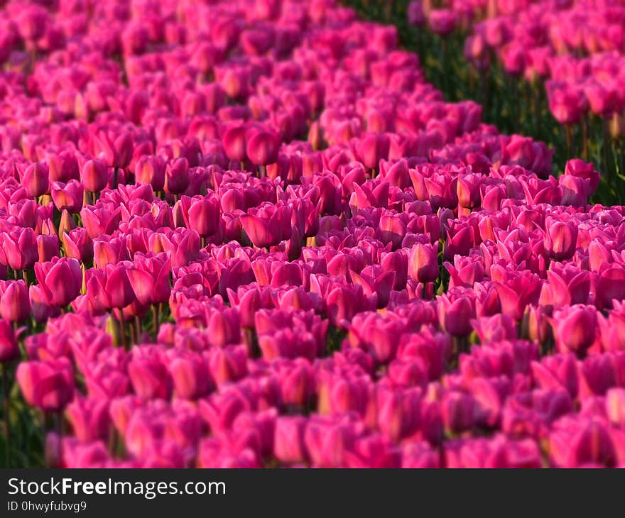 Flower, Flowering Plant, Plant, Tulip