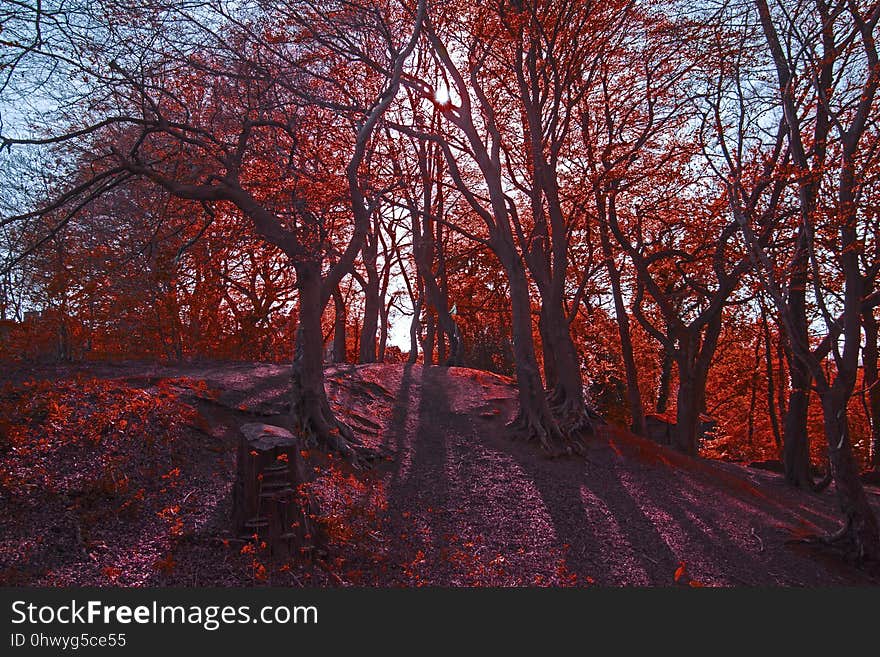 Nature, Tree, Red, Autumn