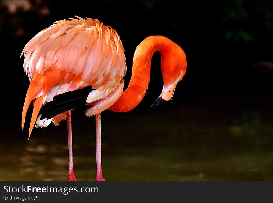 Flamingo, Water Bird, Bird, Vertebrate