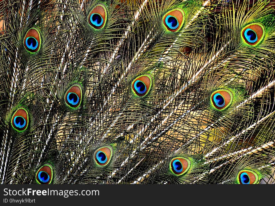 Feather, Peafowl, Close Up, Organism