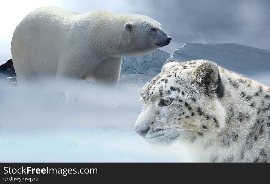 Polar Bear, Terrestrial Animal, Wildlife, Bear