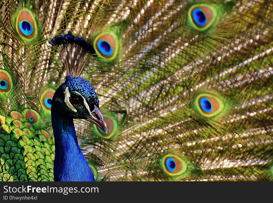 Peafowl, Fauna, Feather, Beak