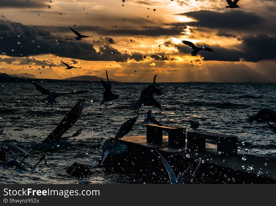 Sea, Sky, Horizon, Ocean