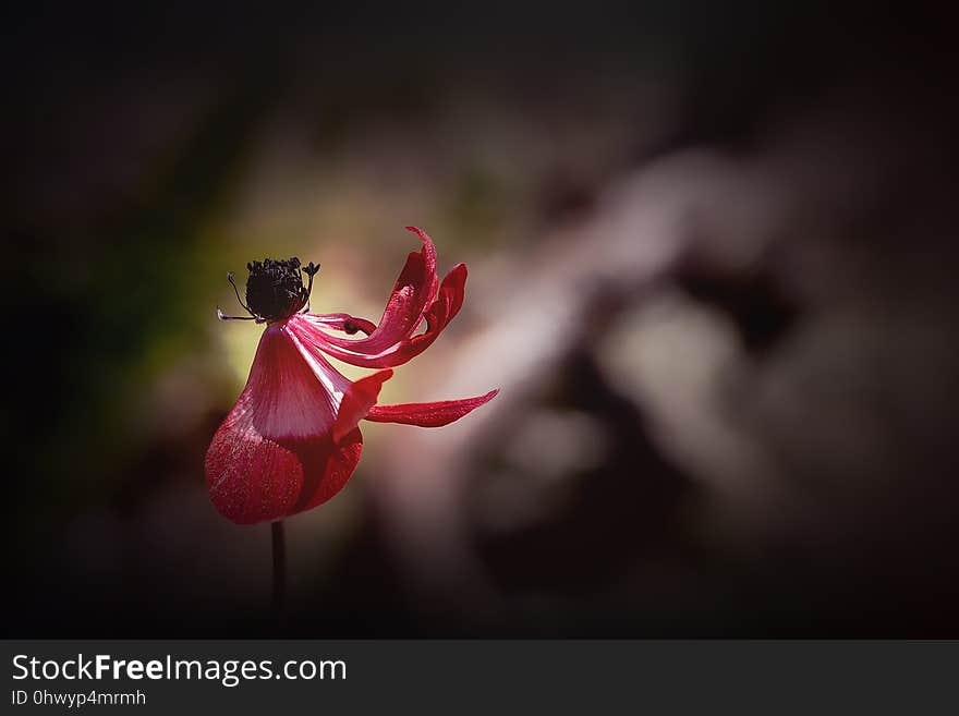 Flower, Red, Flora, Plant