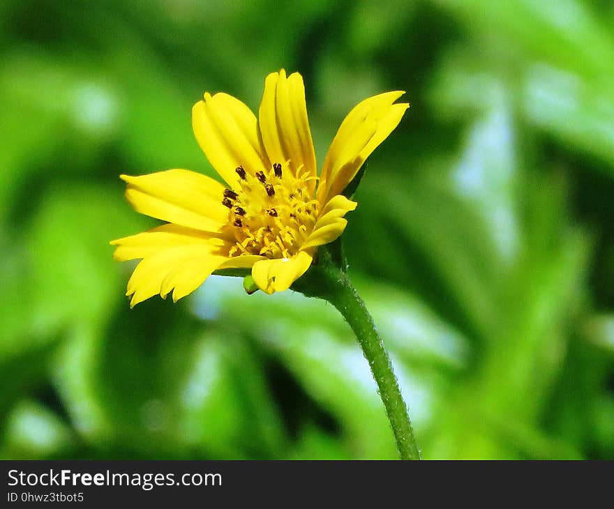 Flower, Yellow, Flora, Daisy Family