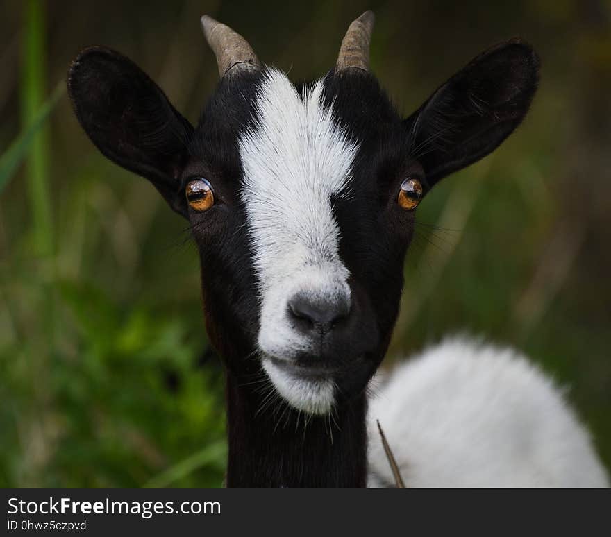 Goats, Goat, Cow Goat Family, Horn