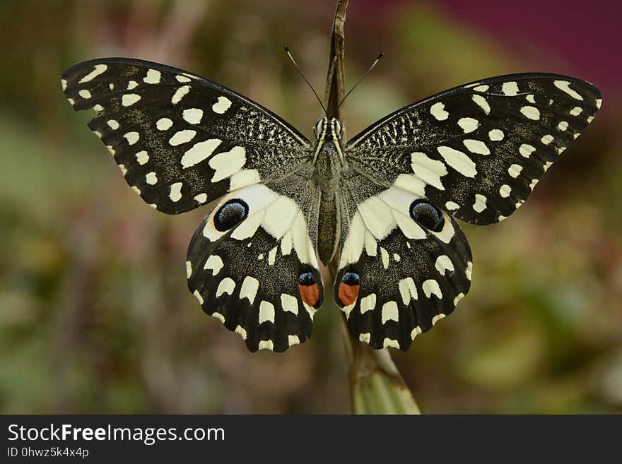 Butterfly, Moths And Butterflies, Insect, Invertebrate