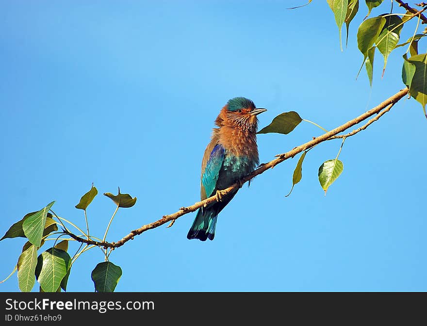 Bird, Beak, Fauna, Branch