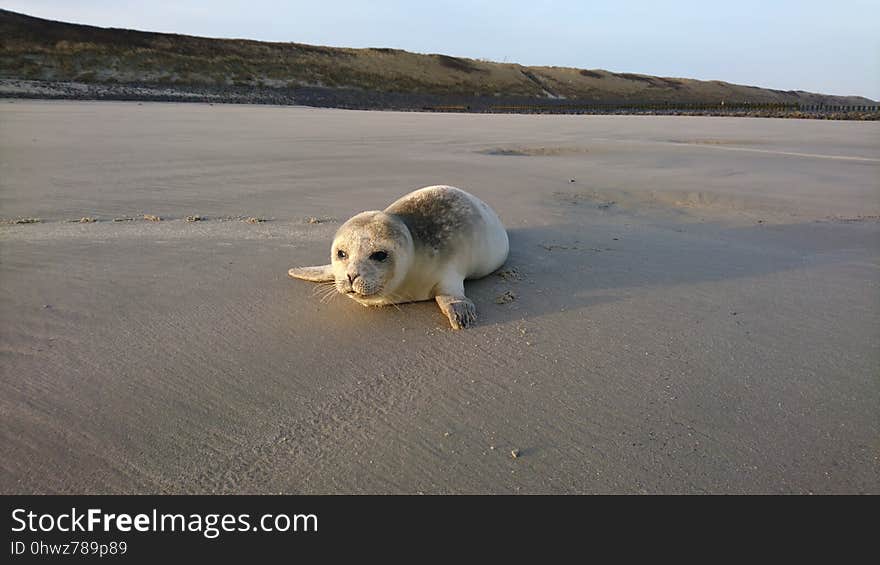 Dog Breed Group, Dog, Dog Like Mammal, Shore