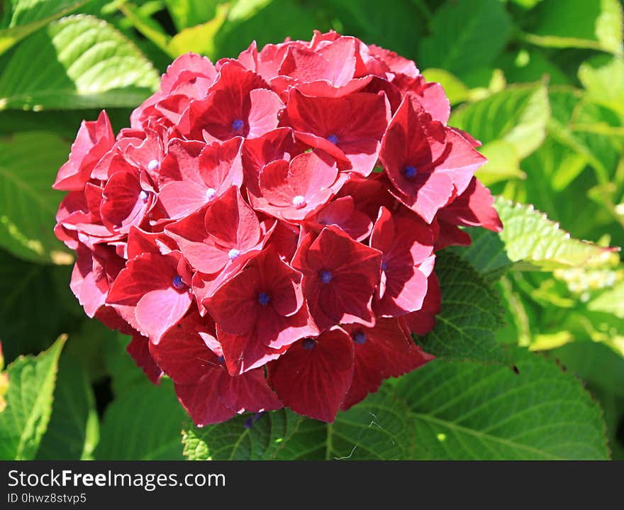 Flower, Plant, Pink, Hydrangea