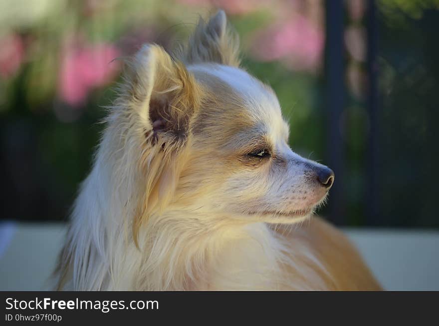 Dog, Dog Like Mammal, Dog Breed, Dog Breed Group