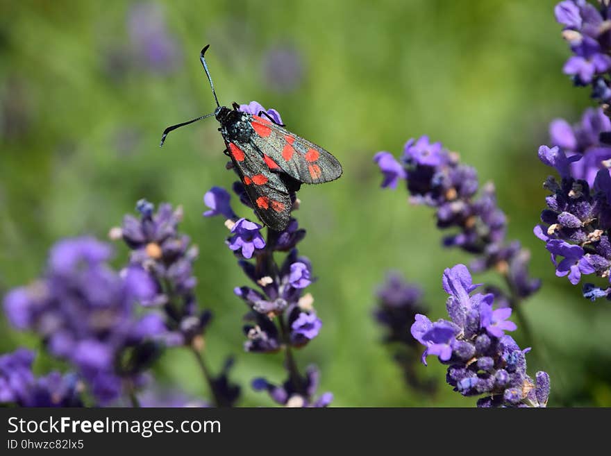 Insect, Lavender, Nectar, English Lavender