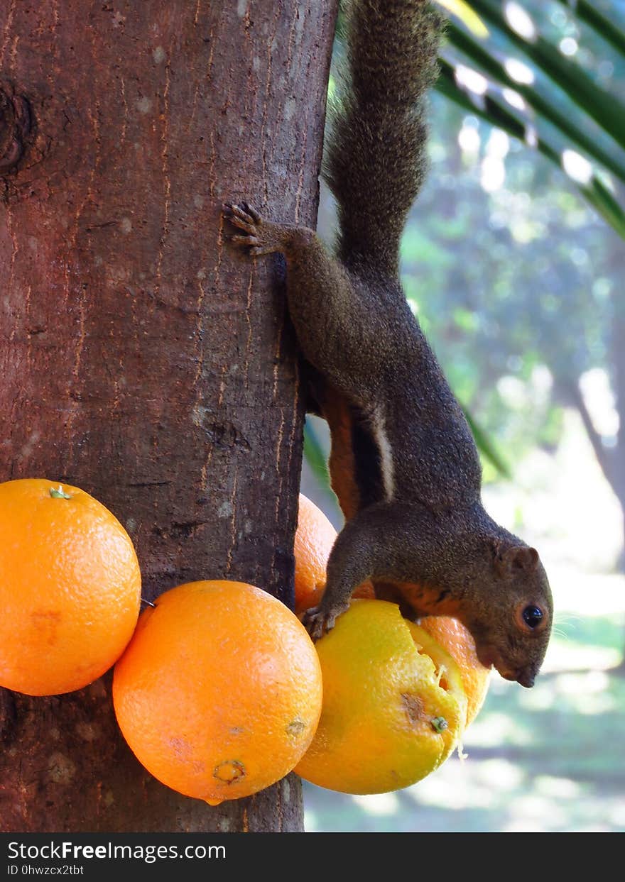 Tree, Orange, Fruit