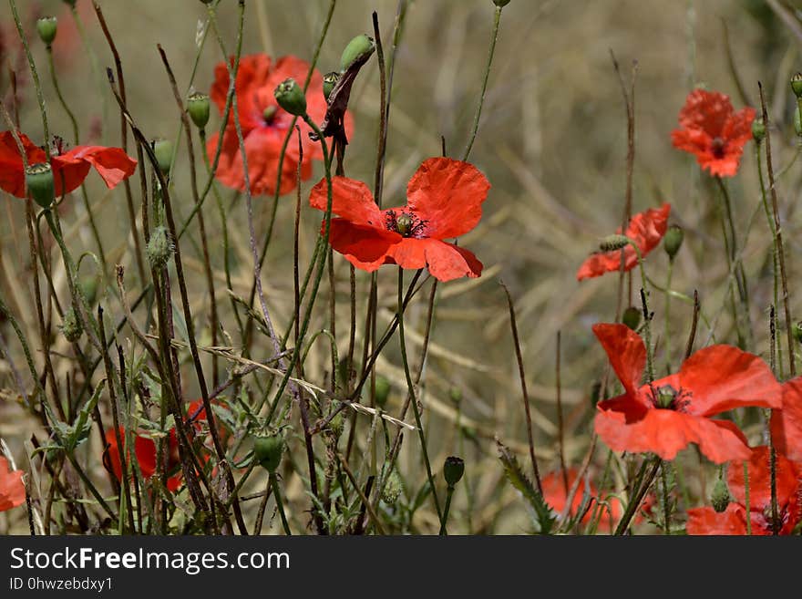 Flower, Wildflower, Plant, Poppy