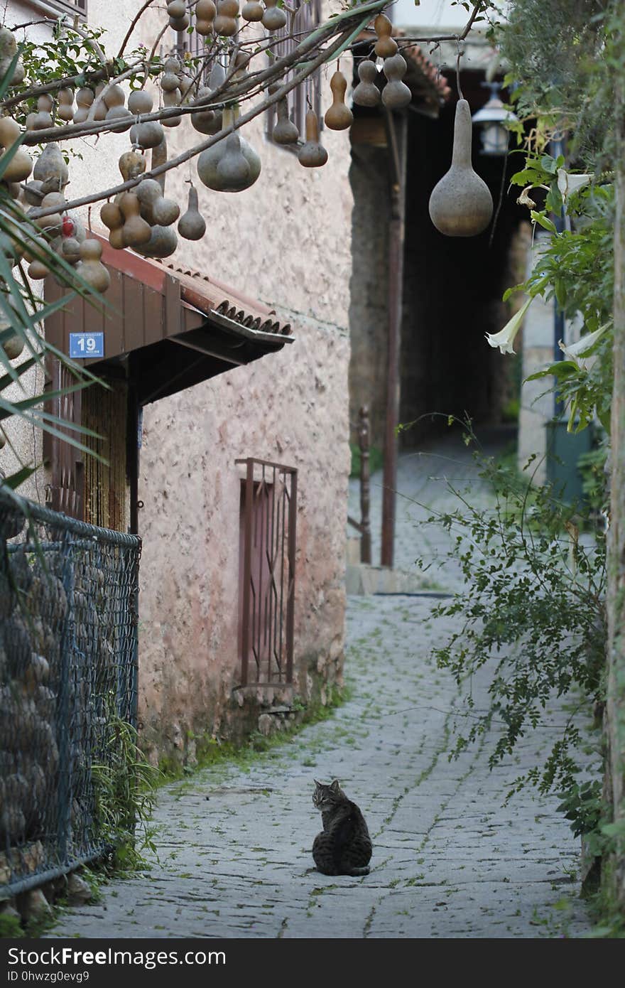 Town, House, Alley, Village